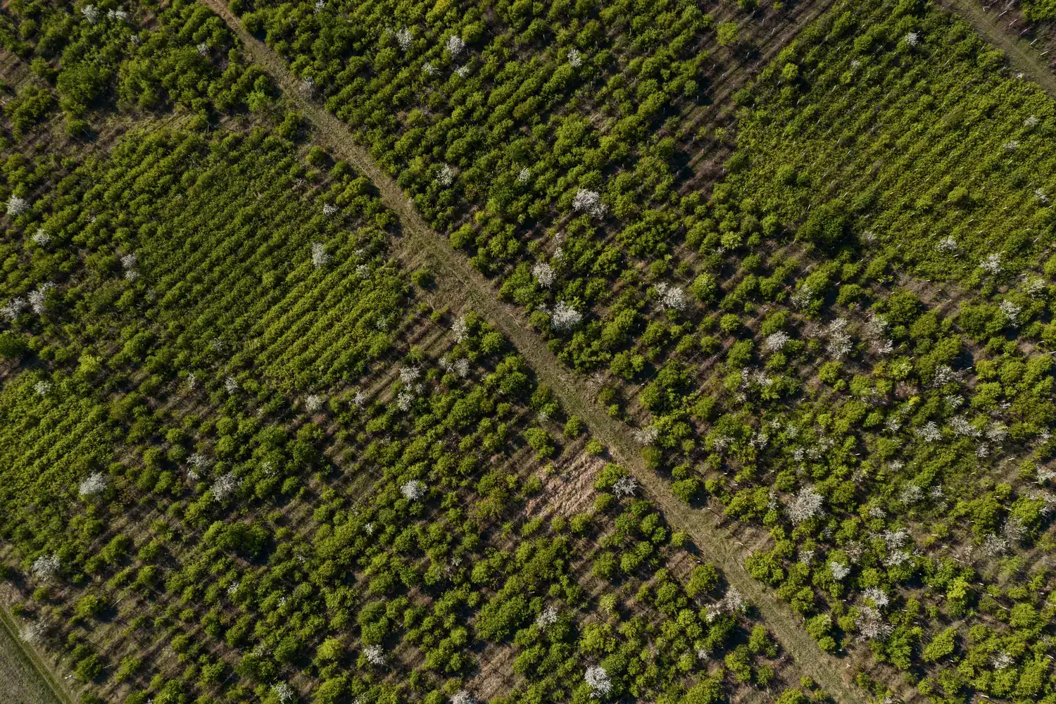 Top-down aerial view of an orchard with rows of trees divided by farm tracks